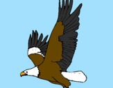 Disegno Aquila in volo  pitturato su fabio