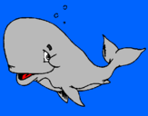 Disegno Balena timida  pitturato su giuseppe