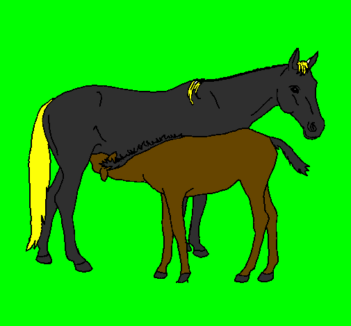 Cavalli 