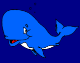 Disegno Balena timida  pitturato su GIORGIA