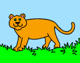 Disegno Panthera  pitturato su jacopo