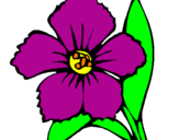 Disegno Fiore  pitturato su violetta