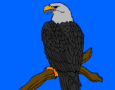 Disegno Aquila su un ramo pitturato su gianni