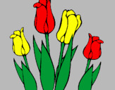 Disegno Tulipani  pitturato su GUALTIERO/TEODOLINDO