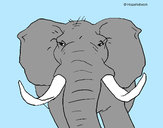Disegno Elefante africano pitturato su MATTIA747