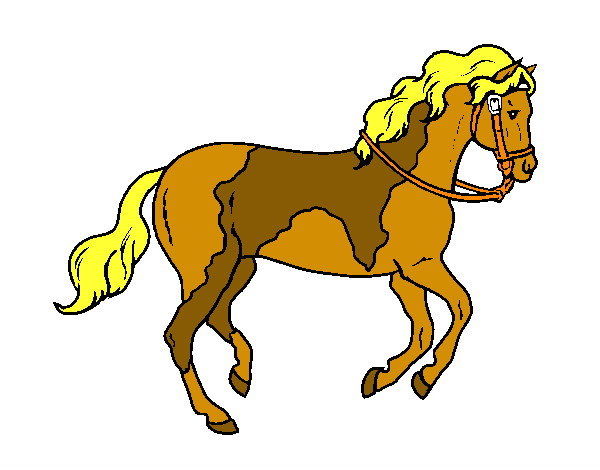 Cavallo 5