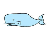 Disegno Balena blu pitturato su 16Lorenzo