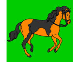 Disegno Cavallo 5 pitturato su enya931