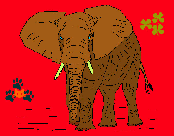 Disegno Elefante  1 pitturato su helena