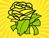 Disegno Rosa, botanica pitturato su lori 