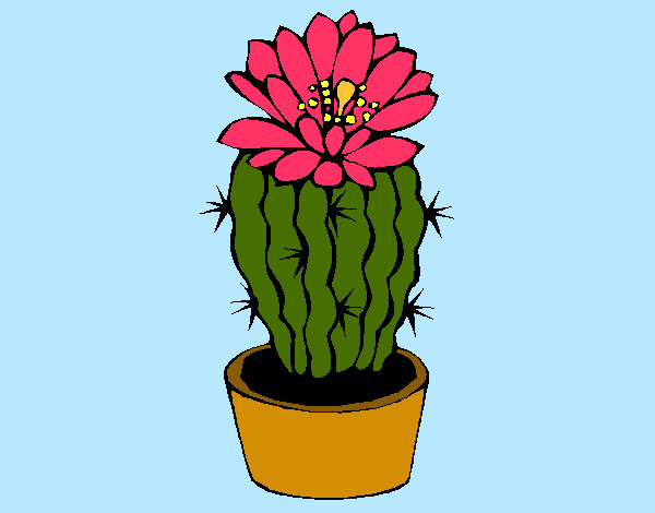 Disegno Cactus fiorito  pitturato su Bianca03