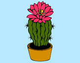 Disegno Cactus fiorito  pitturato su Bianca03