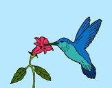Disegno Colibrì con un fiore  pitturato su Bianca03