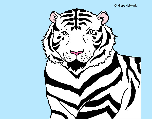 Disegno Tigre pitturato su ketty10