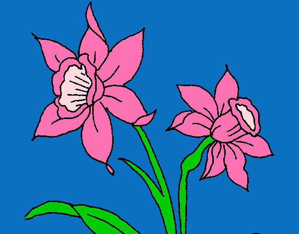 Disegno Orchidea  pitturato su ketty10