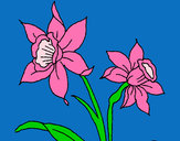 Disegno Orchidea  pitturato su ketty10