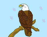 Disegno Aquila su un ramo pitturato su hassan