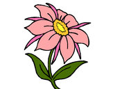 Disegno Fiore selvatico pitturato su samell