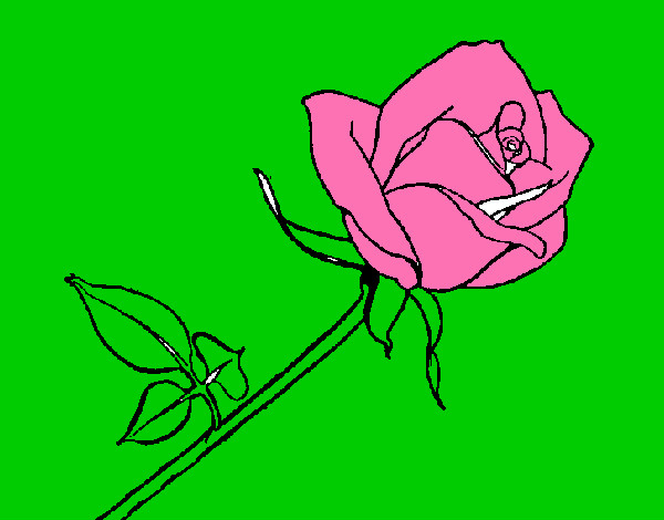 Disegno Rosa  pitturato su GRETA