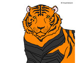 Disegno Tigre pitturato su -luca-