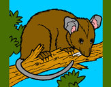 Disegno Scoiattolo Possum marsupiale pitturato su lucaborto