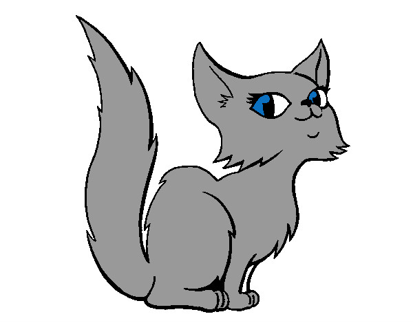 gattina persiana