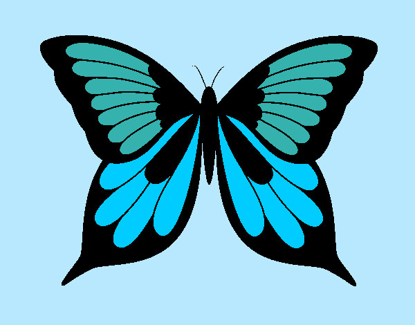 Farfalla 19