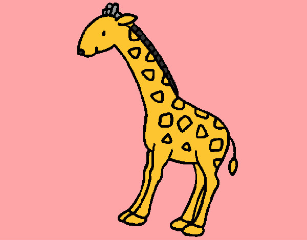 Giraffa  2