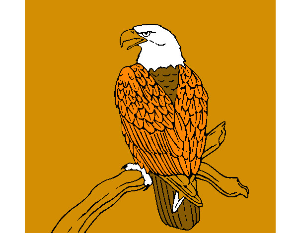Disegno Aquila su un ramo pitturato su paolin