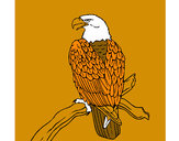Disegno Aquila su un ramo pitturato su paolin