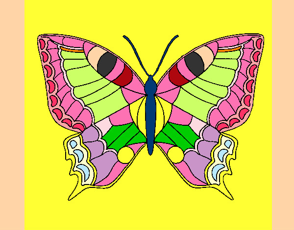 Farfalla 16