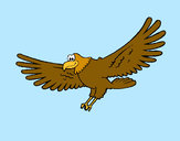 Disegno Falco  pitturato su diana1998