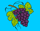 Disegno Bunch of Grapes pitturato su ADE95