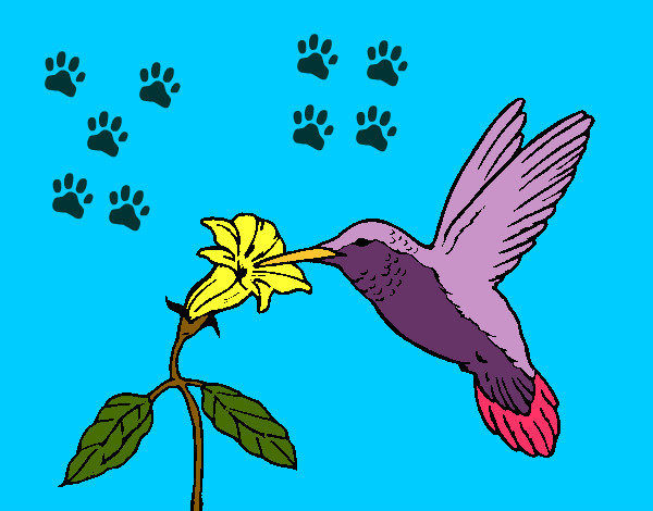 Disegno Colibrì con un fiore  pitturato su pollycase