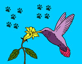 Disegno Colibrì con un fiore  pitturato su pollycase