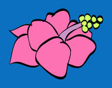 Disegno Lagunaria fiore pitturato su mariaso   