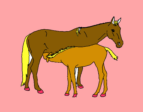 Cavalli 