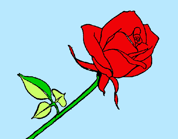 la rosa