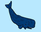 Disegno Balena enorme  pitturato su lucatoro