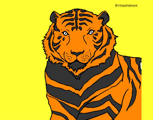 Disegno Tigre pitturato su AlbyFede
