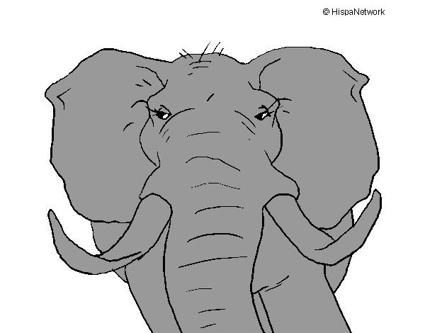 Disegno Elefante africano pitturato su rinoceront