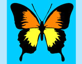Disegno Farfalla con le ali nere pitturato su PAPA