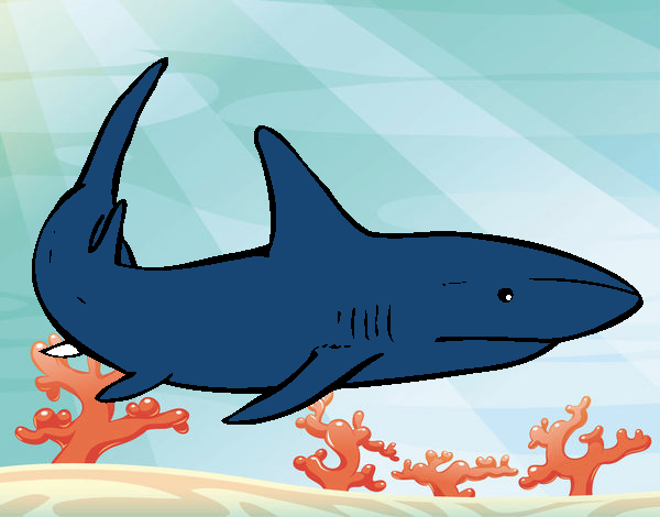 Disegno Un squalo nuoto pitturato su FEDERI