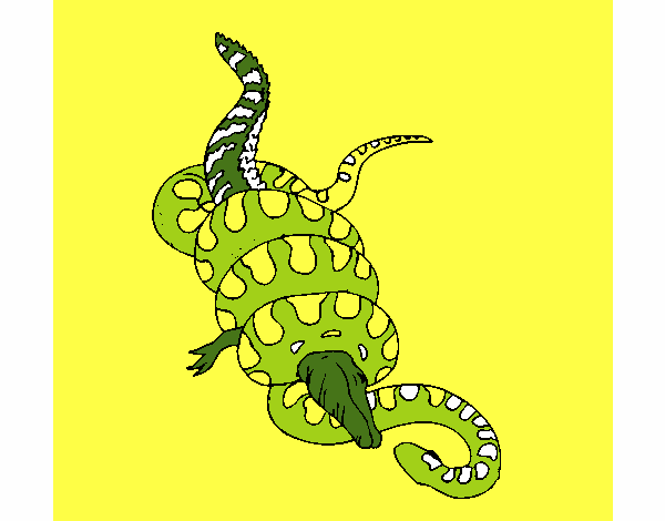 Anaconda e caimano 