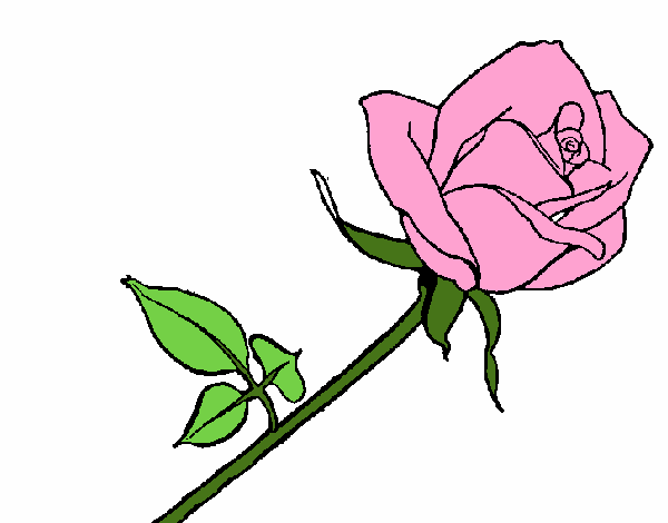 Rosa 