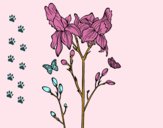 Disegno Fiore di Iris pitturato su MissKejsi