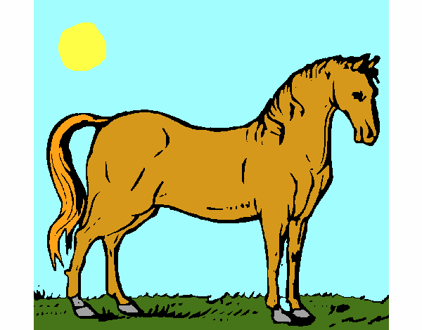 Cavallo dell’Andalusia 