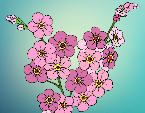 Disegno Fiore di ciliegio pitturato su lella18