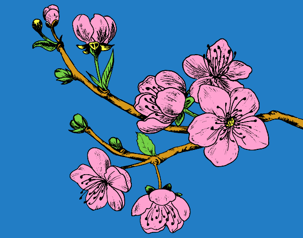 Disegno Ramo di ciliegio pitturato su alessiacom