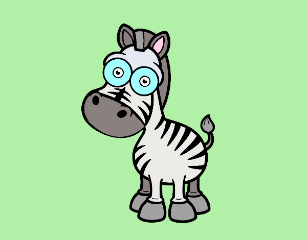 Zebra di Grévy